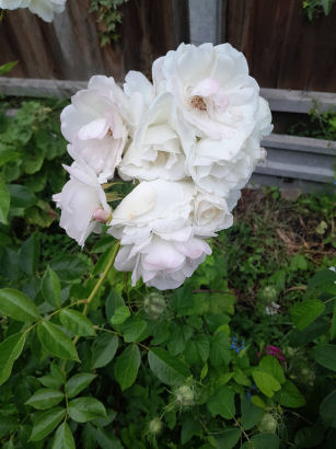flowers